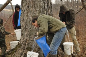Collecting Sap