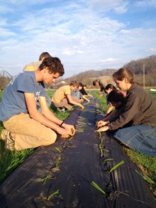 Onion Planting 1